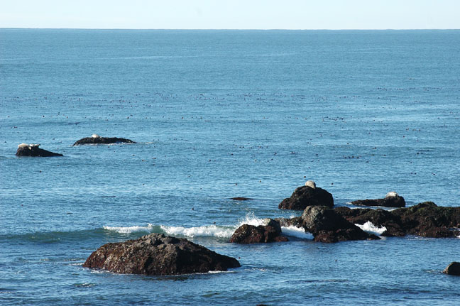 sealshangout