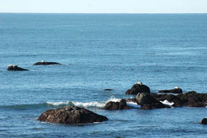 haror seals