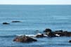 sealshangout