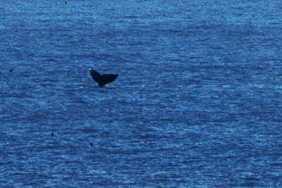Whale fluke