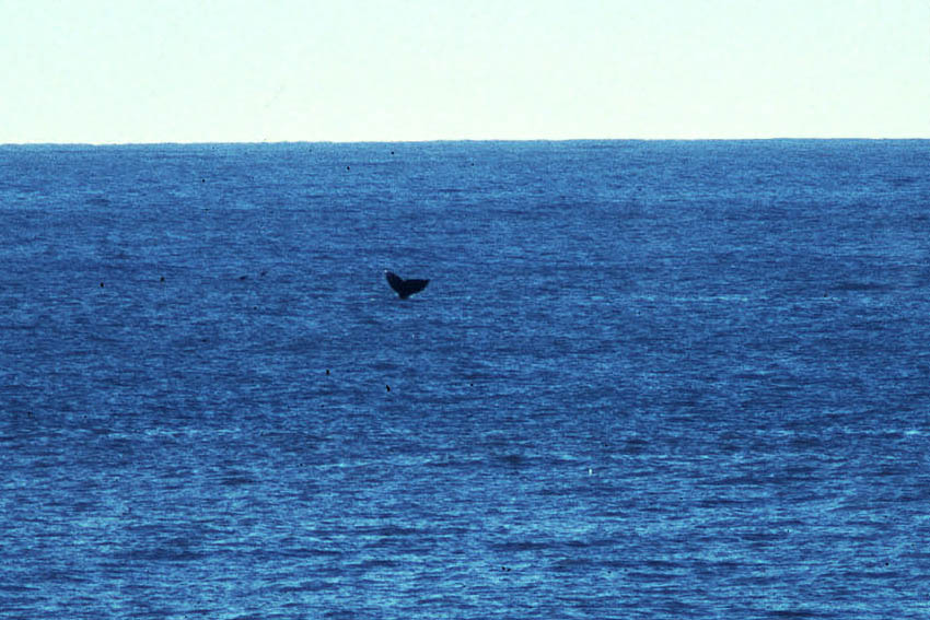 Photo of whate fluke