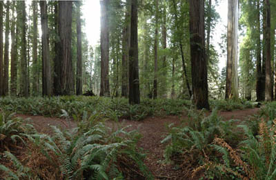 photo of stout grove