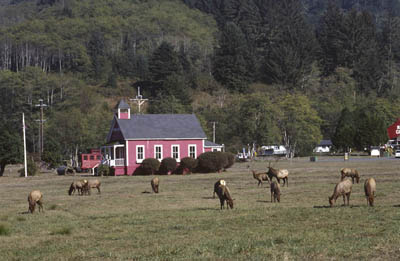 photo of tule elk