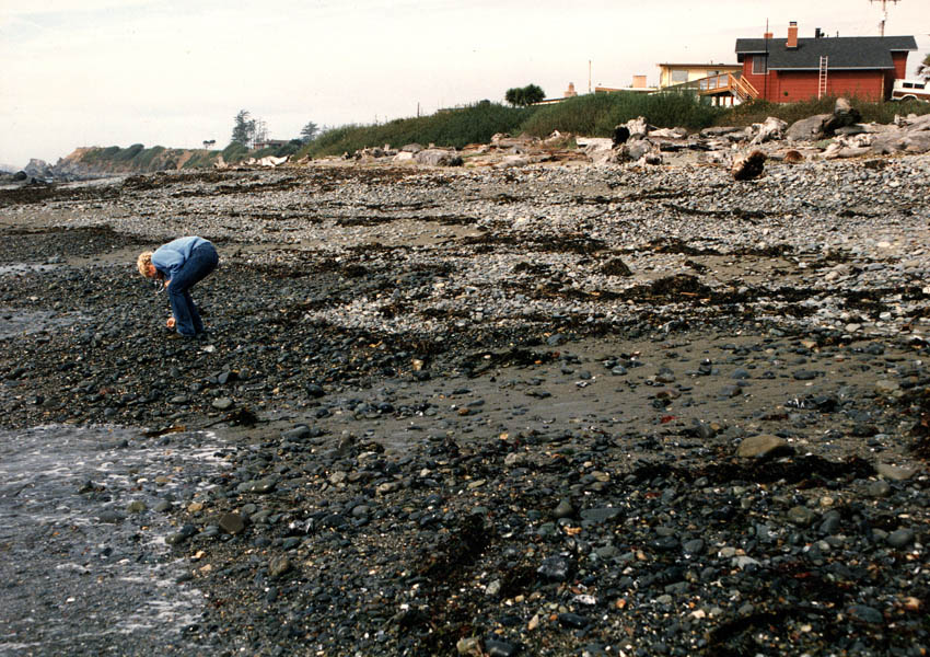 photo of beach combing
