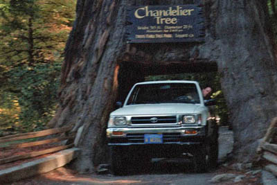 photo of Chandelier tree