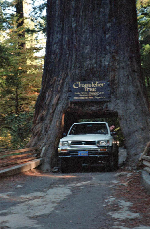 photo of Chandelier Tree