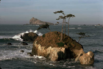 400 year old cypress photo