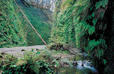 Photo of fern canyon