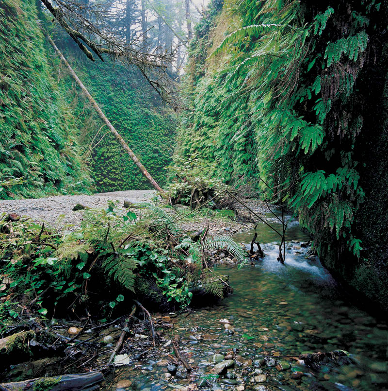 Image of Fern Canyon