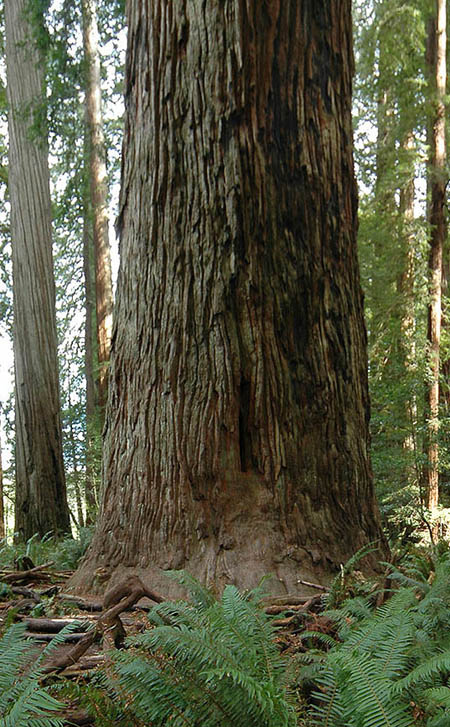 Stout Tree in Jedediah Redwoods state park photo by Patt Wardlaw