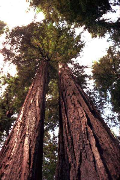 Photo of towering redwoods