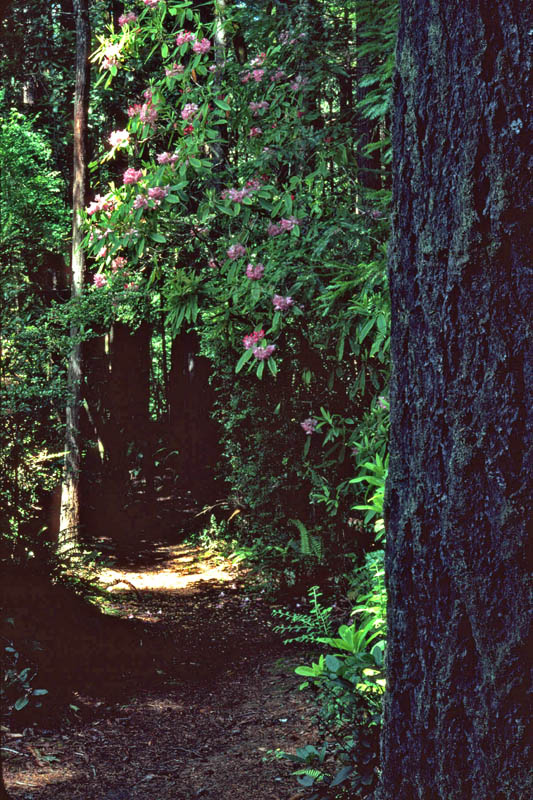 rhododendrons bloom in stout grove photo by patt wardlaw