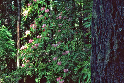 rhododendrons in Stout Grove photo by patt wardlaw