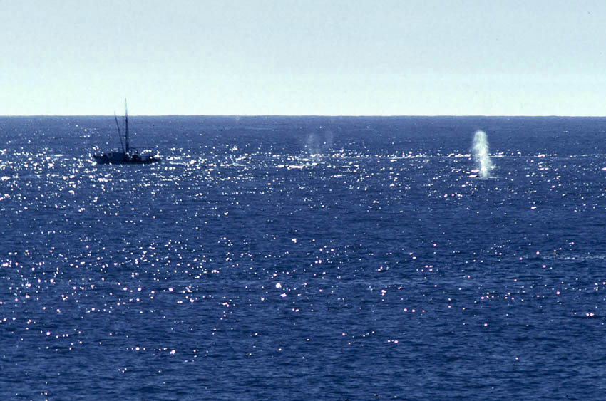 photo of whale spout