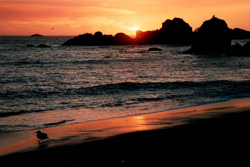 Sunset with seagull in crescent city photo by patt wardlaw
