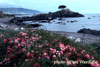 Flowers at lighthouse