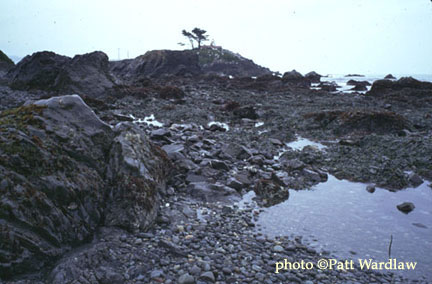 Low Tide at Battery POint