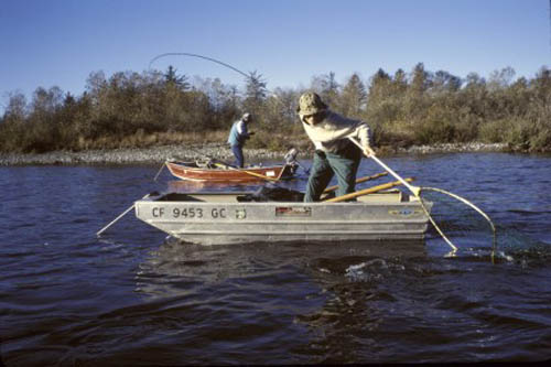 Netting a salmon