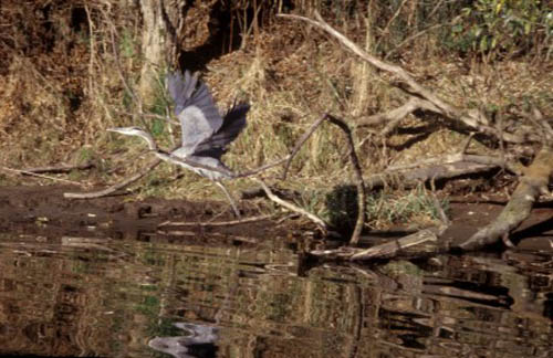 heron