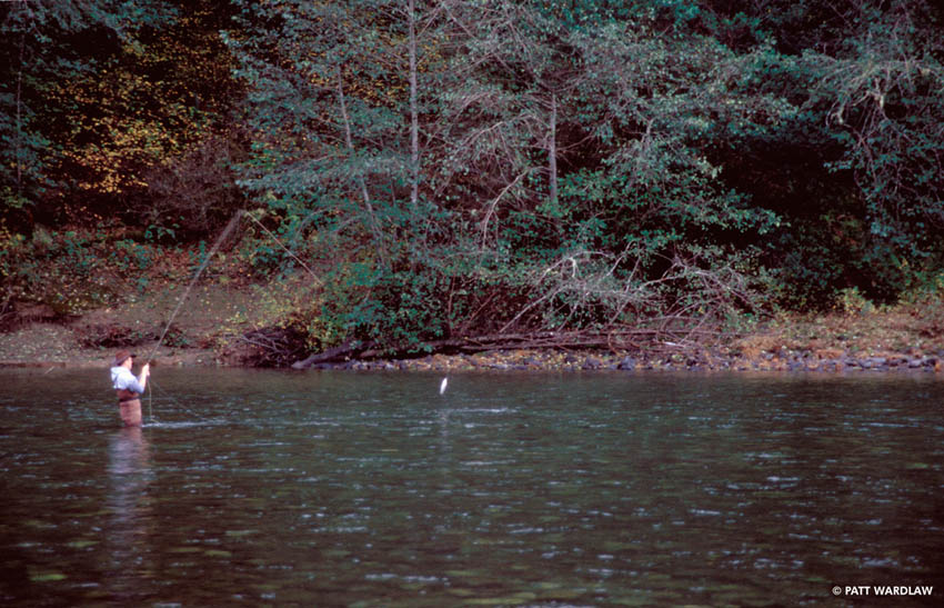 Jumping steelhead